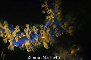 Golden zoanthids with green rope sponge, under fluorescen... by Arun Madisetti 
